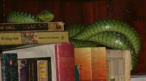 Boomslang with a literary bent