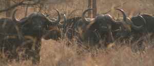 Buffalo in the long grass -lo res