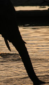 Elephant trunk at dusk
