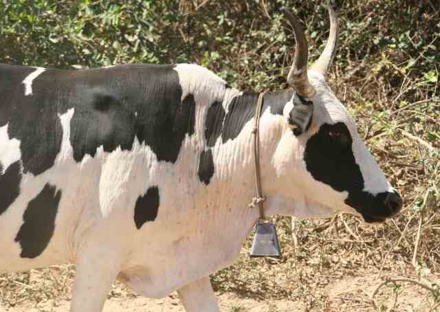 nguni-type cow from Mahenye