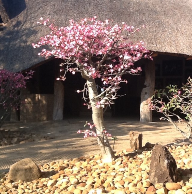 The entrance of Chilo Gorge Safari Lodge