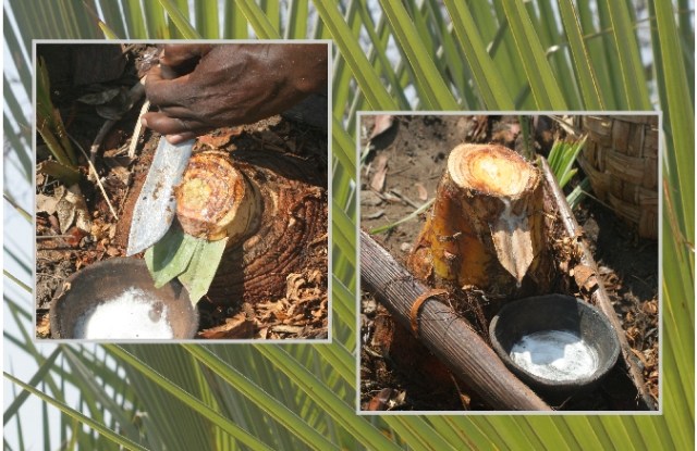 collecting Lala palm sap to make palm wine