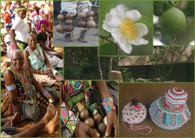 so many uses for the fruit of the "snuff box" plant....