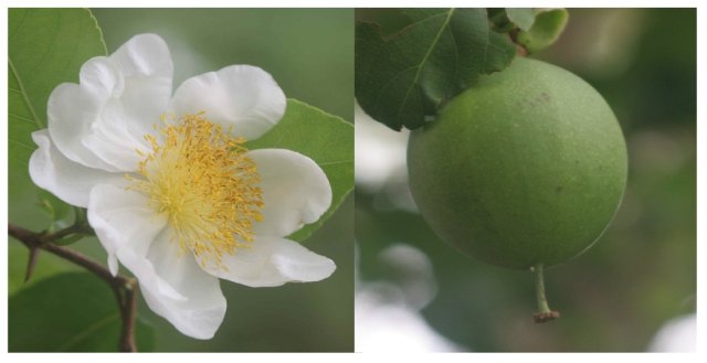 Oncoba spinosa flower and fruit
