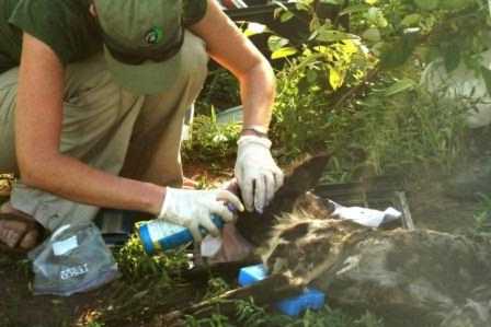 Dr. Rosemary Groom disinfecting the cleaned wound on Eclipse's neck