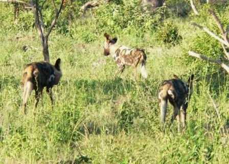 Eclipse rejoins her pack ........