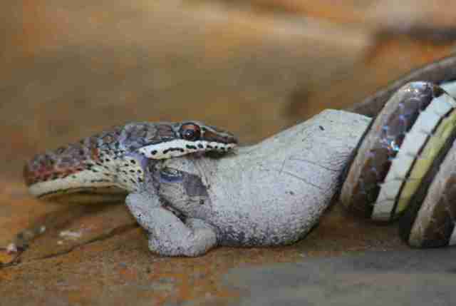 sand snake and chiromantis 2