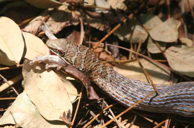 sand snake and chiromantis 4