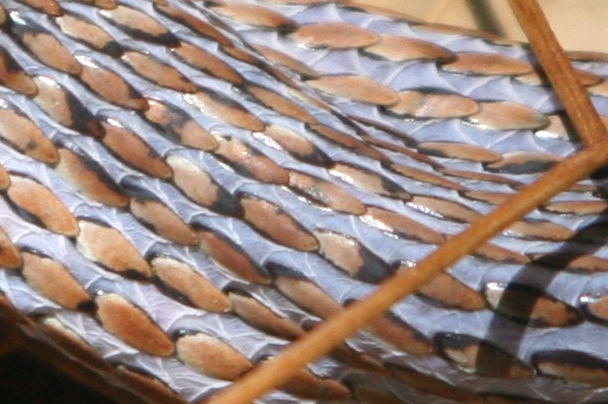 the back of a Stripe-bellied Sand Snake