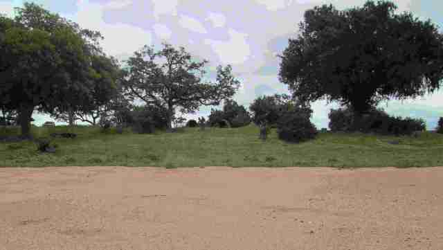 IMG_3588-chilo bush camp-cropped and lo res