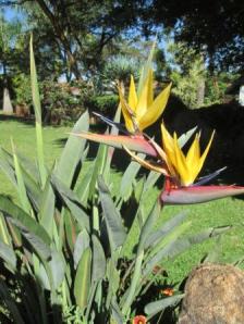 Mandela's Gold strilitzia at 214