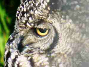 spotted eagle owl on Kelli's balcony