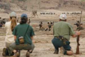 Steve and Wild dogs