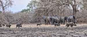 African wild dogs and elephants. lo res