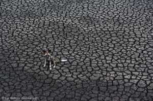 dog days-photograph by Kim Wolhuter lo res