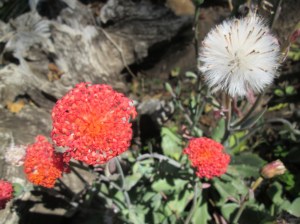 Kleinia fulgens...?!