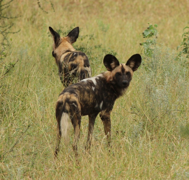 African wild dogs