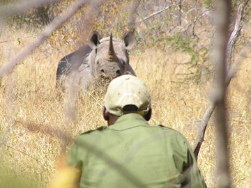 A rhino monitor tracks a cow...