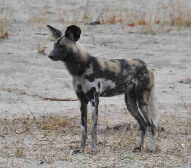 wild dog at Centre pan....