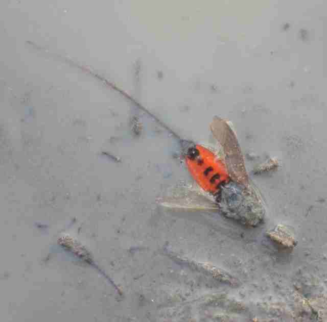  and a gorgeous fly embalmed in mud..