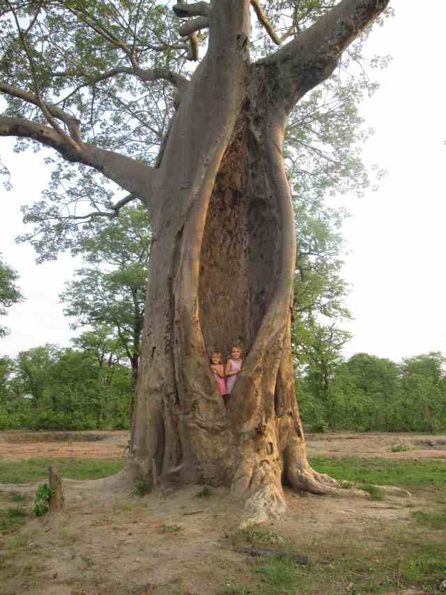 the 'Hyena Baobab' 