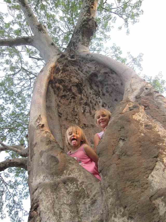  from a hyena's viewpoint... 