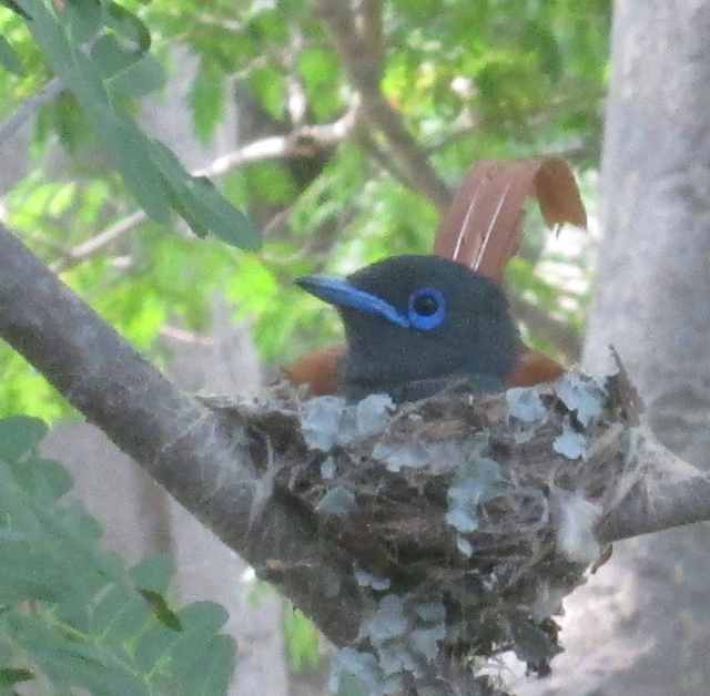 Male paradise flycatcher on nest