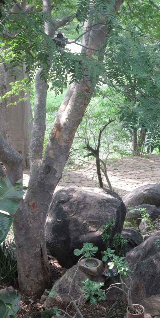paradise flycatcher nest in my garden
