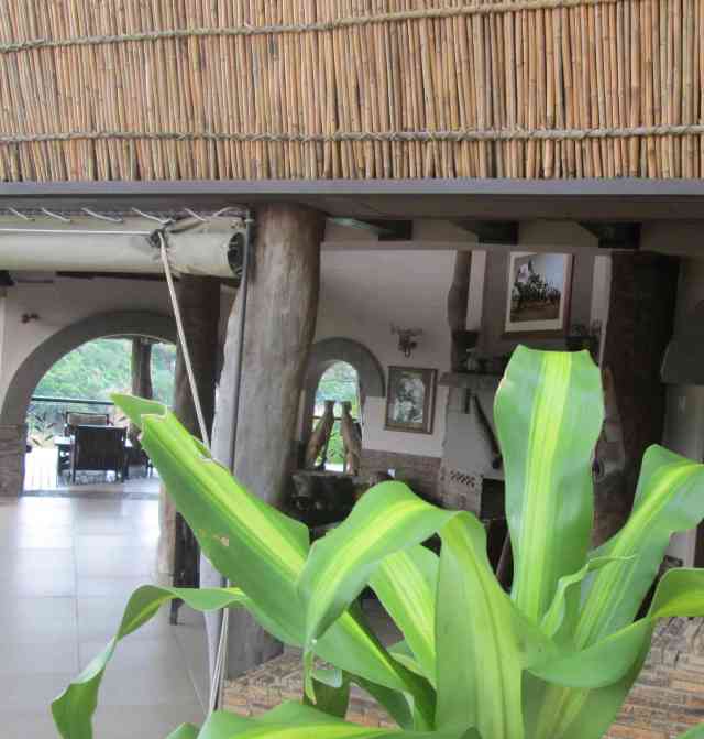 Dracaena at Chilo Gorge