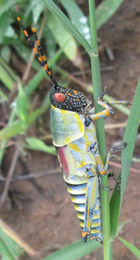 grasshopper elegance