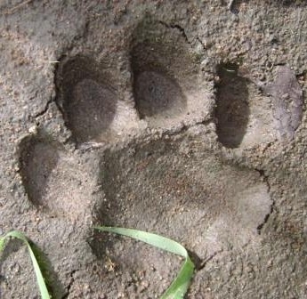 lion paw print
