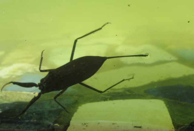 water scorpion 