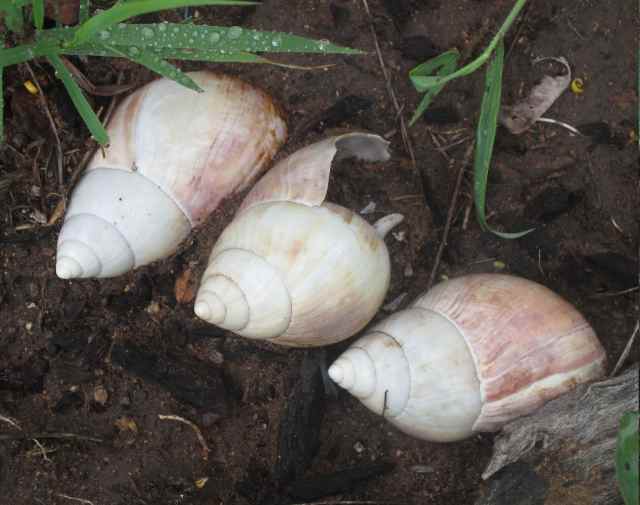discarded shells of giant african land snail