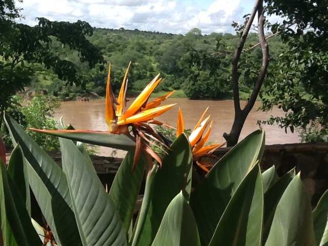 view of Strelitzia and Save River at Chilo Gorge
