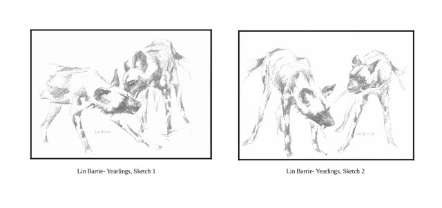 lin barrie sketches for AWCF and Two Oceans