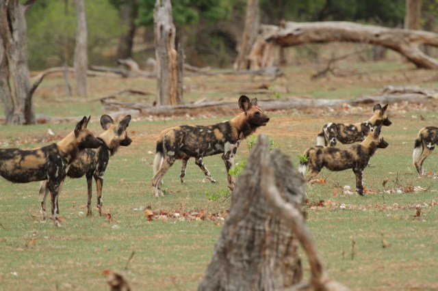 Gonarezhou is a perfect wilderness environment for these endangered animals..