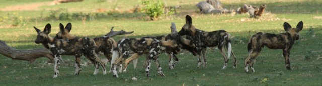 another lovely photograph from the AWCF research team in Gonarezhou...
