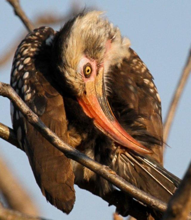 Red billed hornbill by Gwen Wawn
