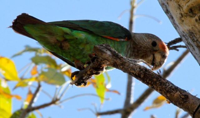 Female Grey headed parrot by Gwen Wawn