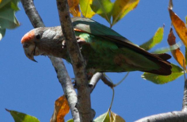 Female Grey headed parrot by Gwen Wawn