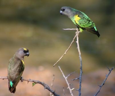 Brown-headed Parrots