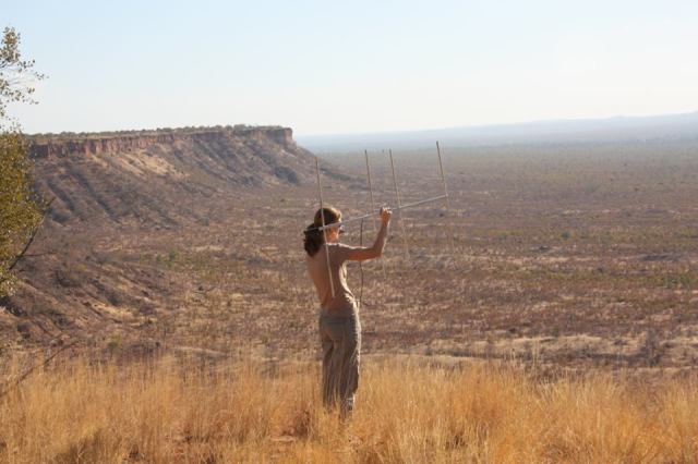 Rosemary Groom searching for signal from collared wild dogs in Gonarezhou