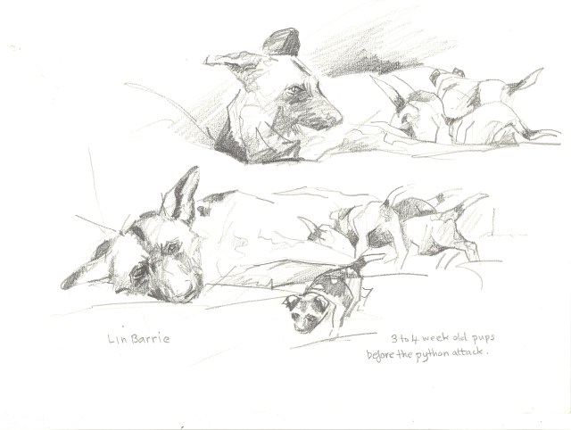 the Alpha female and her new pups...