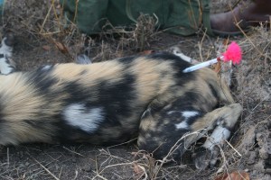 the pink tranquilliser dart