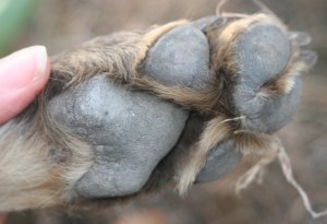 Snare"s elegant paw...