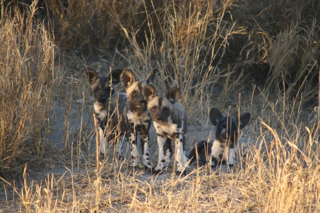 only four puppies left..