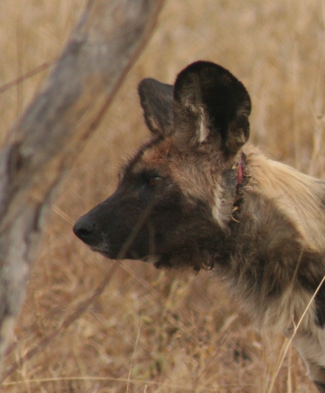Snare with wire on her neck