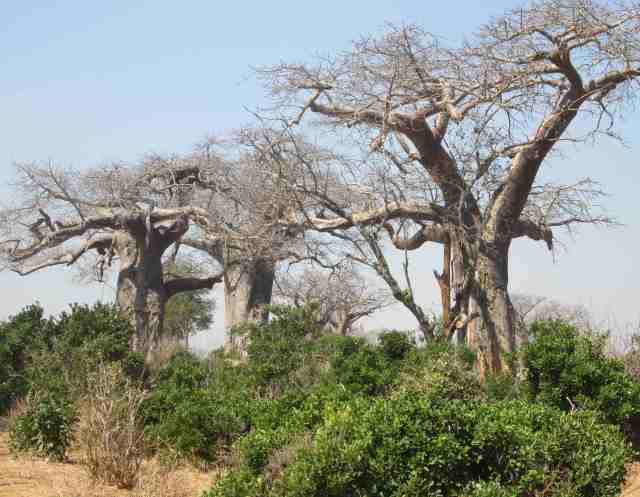 baobab ridge offers multitudes of these trees