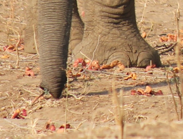 elephant foot and albida pods