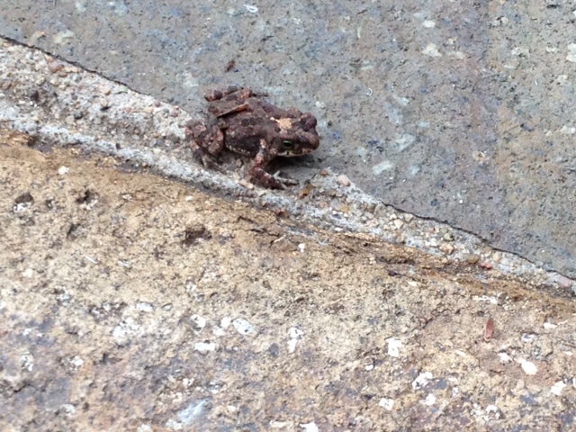 tiny toads emerging from aestivation
